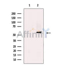 KMT5C/SUV4-20h2 Antibody -DF13570