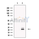 VPS29 Antibody -DF13575
