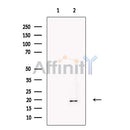 NPW Antibody -DF13576