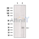BASP1 Antibody -DF13578
