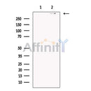 DNAH5 Antibody -DF13584