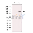 THRAP5 Antibody -DF13586