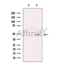 WIPI1 Antibody -DF13587