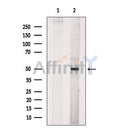 beta II Tubulin Antibody -DF13588