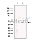 KIR2DL4 Antibody -DF13591