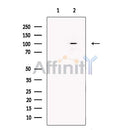 Sulfatase 1 Antibody -DF13592