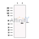 KLF2 Antibody -DF13602