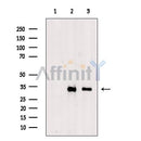 KC1AL Antibody -DF13605