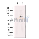 MBD4 Antibody -DF13611