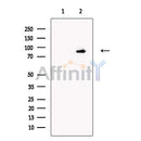 PDE1C Antibody -DF13612