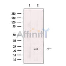 Amino-terminal enhancer of split Antibody -DF13613