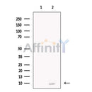 Neurogranin Antibody -DF13620