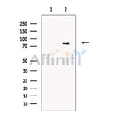 PARN Antibody -DF13623