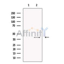 TFAP4 Antibody -DF13624