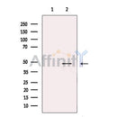 IRF8 Antibody -DF13627