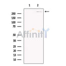 Smg1 Antibody -DF13628