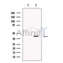 Connexin 40 / GJA5 Antibody -DF13633