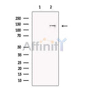 SAP155 Antibody -DF13635
