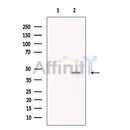 TIM 4 Antibody -DF13636