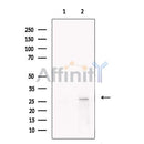 SOX14 Antibody -DF13637