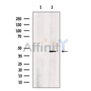 FOXQ1 Antibody -DF13639