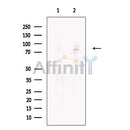 Pannexin 2 Antibody -DF13641