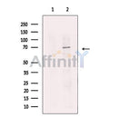 RBM14 Antibody -DF13645