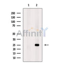 MIS12 Antibody -DF13646