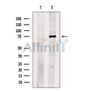 COL4A3BP Antibody -DF13647