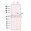 GLUT12 Antibody -DF13649