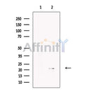 Apolipoprotein M Antibody -DF13650