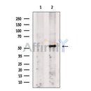 Fibromodulin Antibody -DF13652