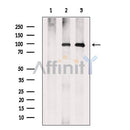 Argonaute 4 Antibody -DF13656