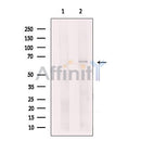 VGluT1 Antibody -DF13657