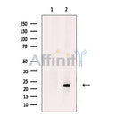 HB EGF Antibody -DF13666