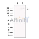 NLRC5 Antibody -DF13672