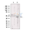 VPS36 Antibody -DF13682