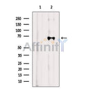 TBKBP1 Antibody -DF13686