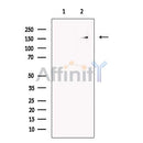 KIAA0701 Antibody -DF13691