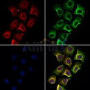 DF3329 staining HepG2 by IF/ICC. The sample were fixed with PFA and permeabilized in 0.1% Triton X-100,then blocked in 10% serum for 45 minutes at 25¡ãC. The primary antibody was diluted at 1/200 and incubated with the sample for 1 hour at 37¡ãC. An Alexa Fluor 594 conjugated goat anti-rabbit IgG (H+L) Ab, diluted at 1/600, was used as the secondary antibod