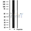 Western blot analysis of extracts from Mouse liver, using ANGPTL3 Antibody. The lane on the right was treated with blocking peptide.