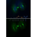 Immunofluoresence analysis of HepG2 cells during mitosis.
Green: Goat Anti-Rabbit IgG(H+L) Alexa Fluor488(S0018).
Blue: DAPI.