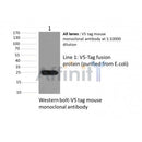 Western blot analysis of v5-tag fusion protein, using V5 tag mouse monoclonal antibody.