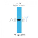Western blot analysis of v5-tag fusion protein, using V5 tag mouse monoclonal antibody.