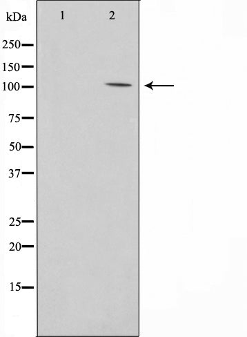 AF0786 staining COLO205 by IF/ICC. The sample were fixed with PFA and permeabilized in 0.1% Triton X-100,then blocked in 10% serum for 45 minutes at 25¡ãC. The primary antibody was diluted at 1/200 and incubated with the sample for 1 hour at 37¡ãC. An  Alexa Fluor 594 conjugated goat anti-rabbit IgG (H+L) Ab, diluted at 1/600, was used as the secondary antibod