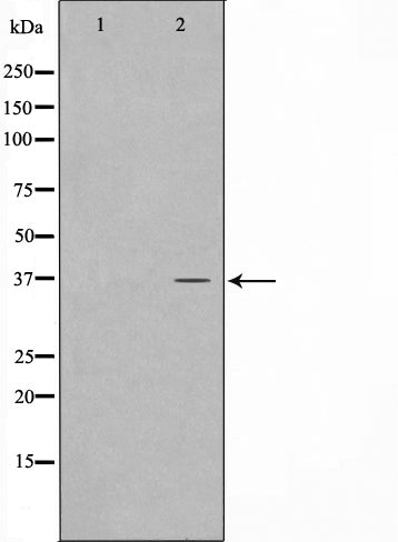 AF0677 staining COLO205 by IF/ICC. The sample were fixed with PFA and permeabilized in 0.1% Triton X-100,then blocked in 10% serum for 45 minutes at 25¡ãC. The primary antibody was diluted at 1/200 and incubated with the sample for 1 hour at 37¡ãC. An  Alexa Fluor 594 conjugated goat anti-rabbit IgG (H+L) Ab, diluted at 1/600, was used as the secondary antibod