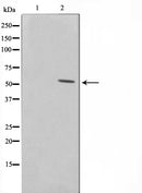 AF0589 staining HT29 by IF/ICC. The sample were fixed with PFA and permeabilized in 0.1% Triton X-100,then blocked in 10% serum for 45 minutes at 25¡ãC. The primary antibody was diluted at 1/200 and incubated with the sample for 1 hour at 37¡ãC. An  Alexa Fluor 594 conjugated goat anti-rabbit IgG (H+L) Ab, diluted at 1/600, was used as the secondary antibod
