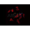 Western blot analysis of extracts from HepG2 and 293, using PFKFB1/4 Antibody.