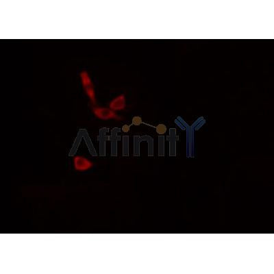 AF0485 staining K-562 cells by IF/ICC. The sample were fixed with PFA and permeabilized in 0.1% Triton X-100,then blocked in 10% serum for 45 minutes at 25¡ãC. The primary antibody was diluted at 1/200 and incubated with the sample for 1 hour at 37¡ãC. An  Alexa Fluor 594 conjugated goat anti-rabbit IgG (H+L) antibody(Cat.