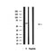 Western blot analysis of extracts from HepG2, using SGOL1 Antibody.